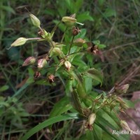 Limnophila aromatica (Lam.) Merr.